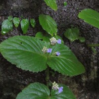 Epithema ceylanicum Gardner 